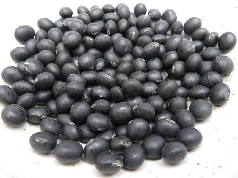 Soya ‘Hokkaido Black’ ( Glycine max )