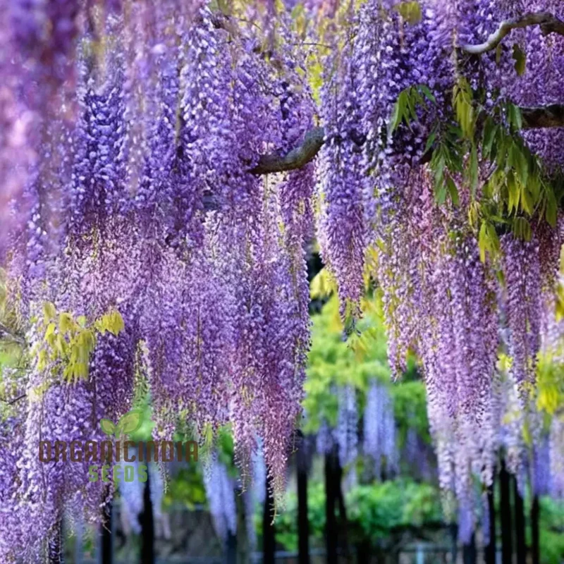 Wisteria Flower Seeds - Elegant Vines for Timeless Garden Beauty