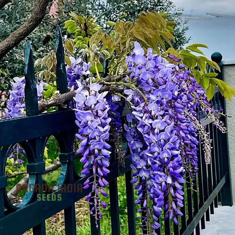 Wisteria Flower Seeds - Elegant Vines for Timeless Garden Beauty