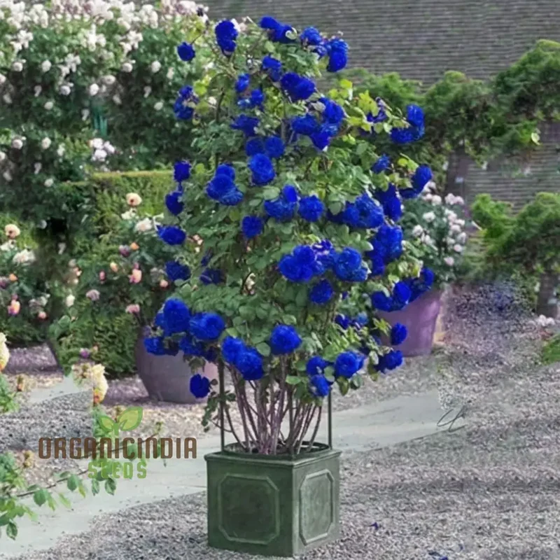 Premium Blue Climbing Rose Flower Seeds for Gardening Enthusiasts - High-Quality Seeds for Stunning Blooms