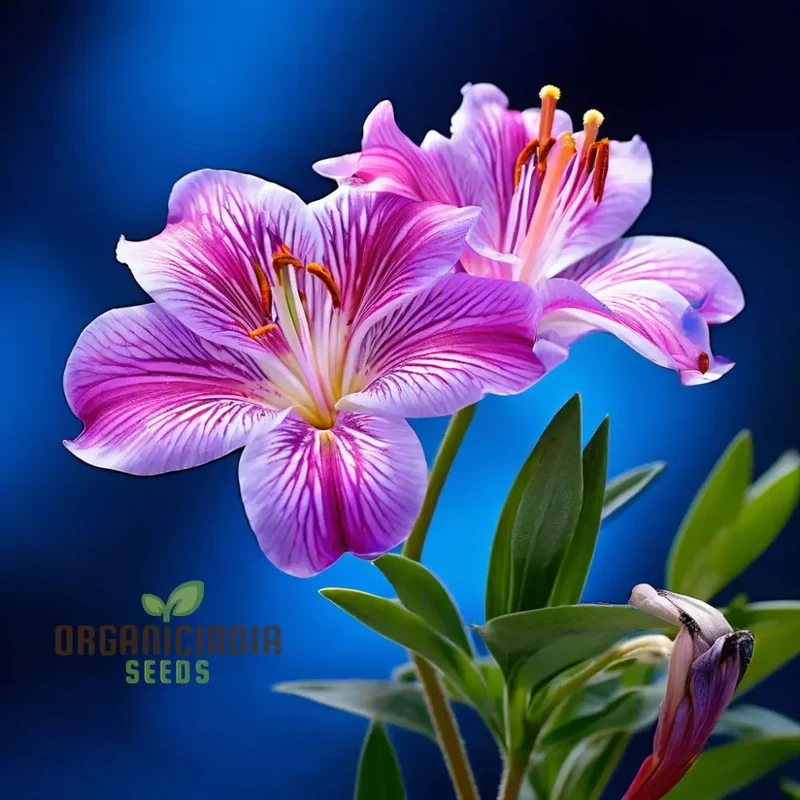 Peruvian Lily Flower Seeds for Planting - Premium Quality Seeds for Vibrant Alstroemeria Blooms