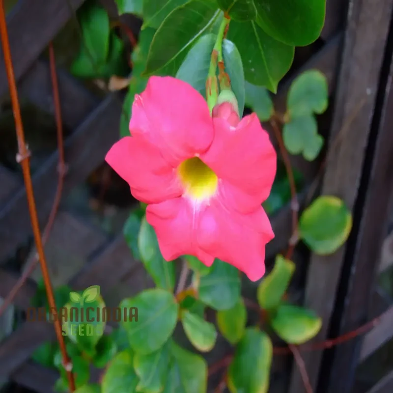 Climbing Mandevilla Sanderi Flower Seeds - Cultivate Elegant Blooms for Your Garden, Premium Flower Seeds for Planting and Gardening
