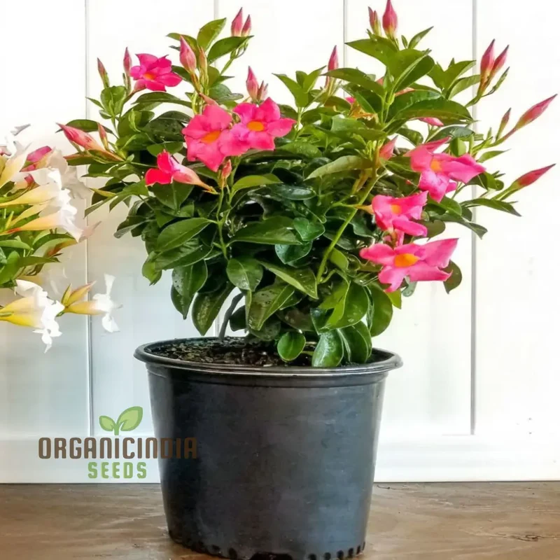 Climbing Mandevilla Sanderi Flower Seeds - Cultivate Elegant Blooms for Your Garden, Premium Flower Seeds for Planting and Gardening