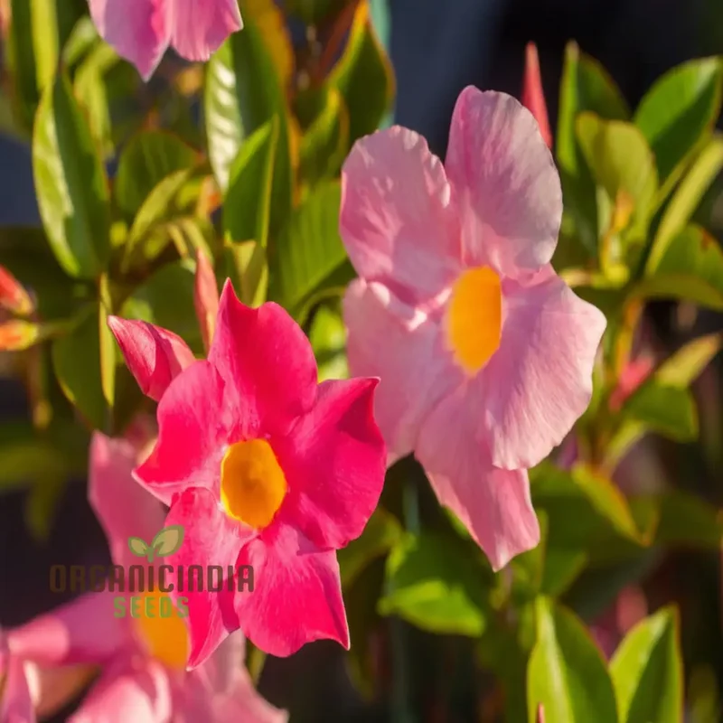 Climbing Mandevilla Sanderi Flower Seeds - Cultivate Elegant Blooms for Your Garden, Premium Flower Seeds for Planting and Gardening