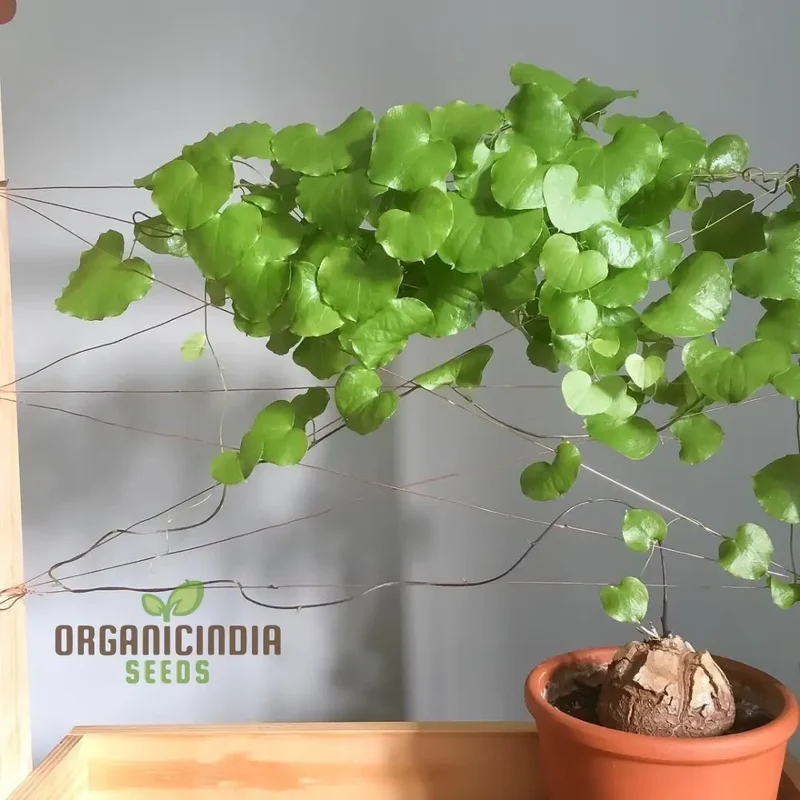 Dioscorea Elephantipes Seeds for Planting,Gardening Enthusiasts