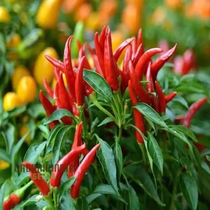 Piri Piri Chili African Bird's Eye Hot Pepper Seeds - Premium Quality for Fiery Peppers