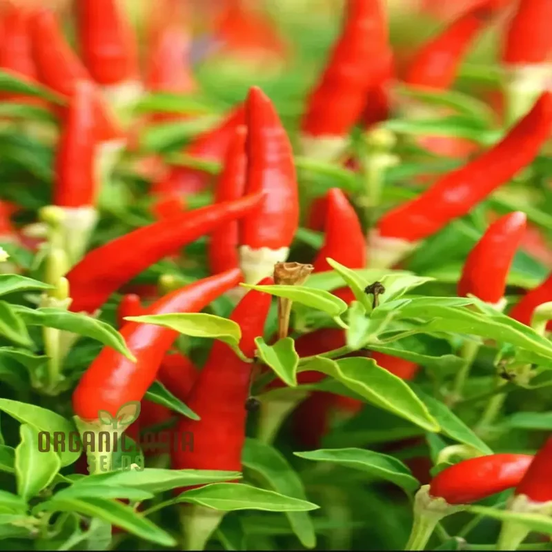 Piri Piri Chili African Bird's Eye Hot Pepper Seeds - Premium Quality for Fiery Peppers