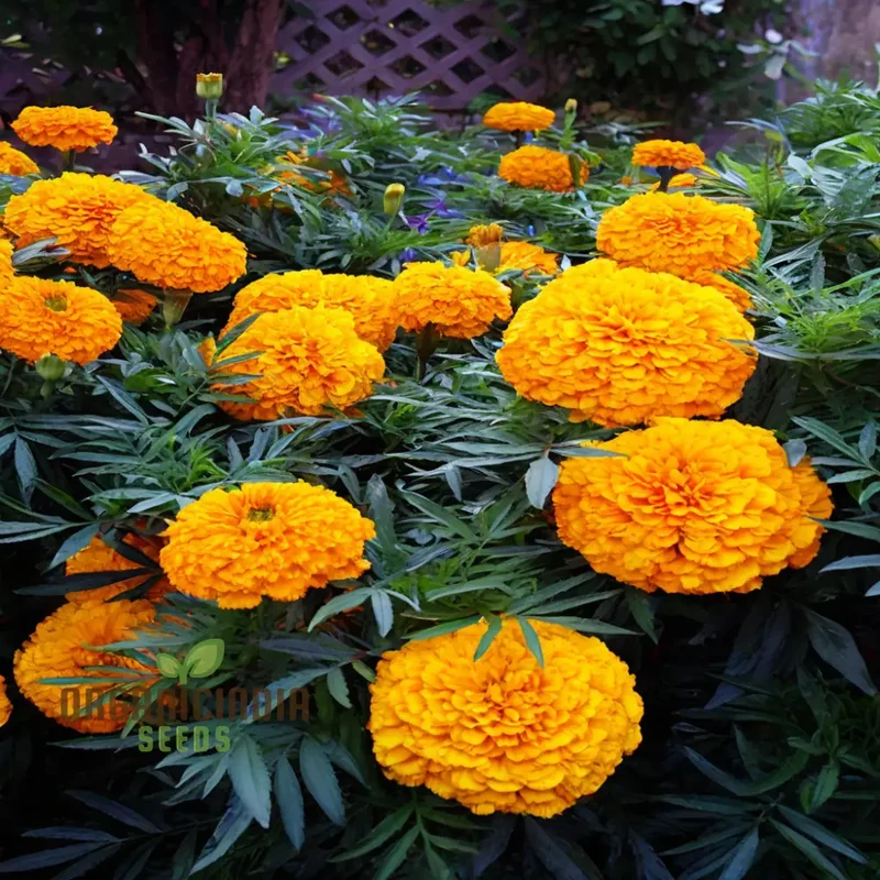 Mexican Golden Yellow Color Marigold Flower Seeds Radiant Blooms for Your Garden Oasis, Premium Flower Seeds for Successful Planting and Gardening