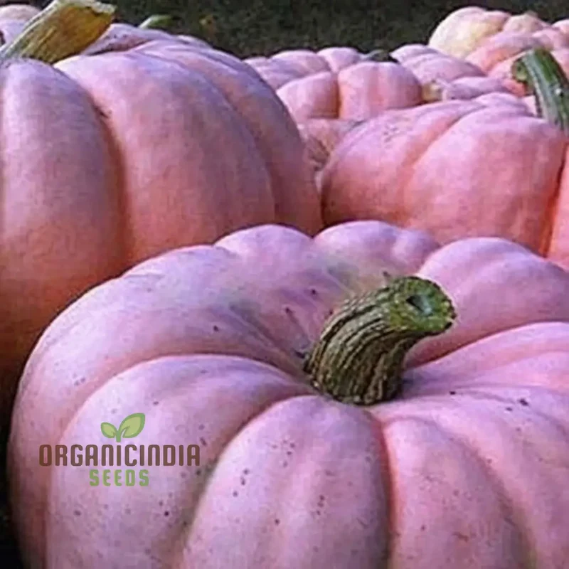 Pink Pumpkin Vegetable Seeds - Premium Quality Seeds for Unique Pink-Hued Pumpkins
