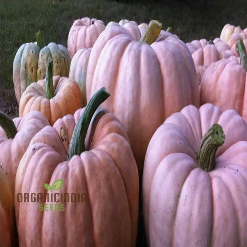 Pink Pumpkin Vegetable Seeds - Premium Quality Seeds for Unique Pink-Hued Pumpkins