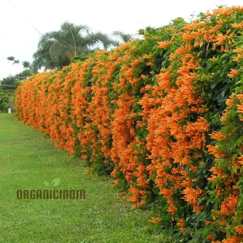 Orange Pyrostegia Venusta Flower Seeds for Gardening And Planting