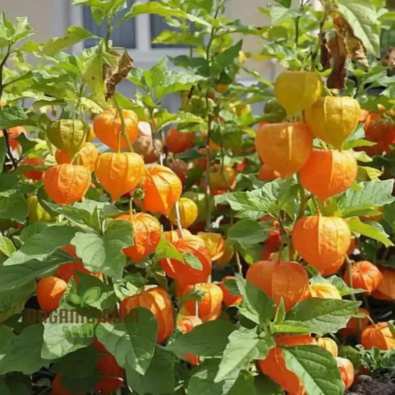 Cape Gooseberry Fruit Seeds - Premium Quality Seeds for Exotic Golden Berries