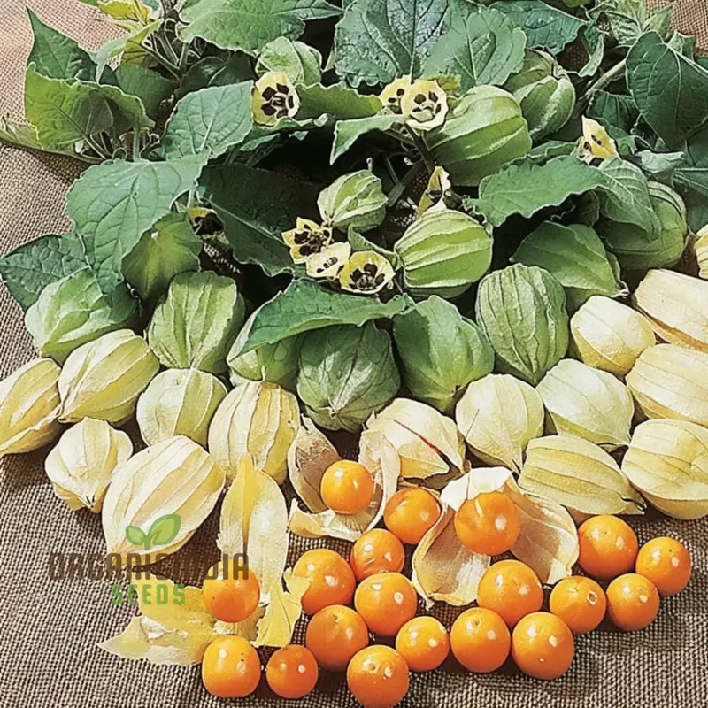 Cape Gooseberry Fruit Seeds - Premium Quality Seeds for Exotic Golden Berries