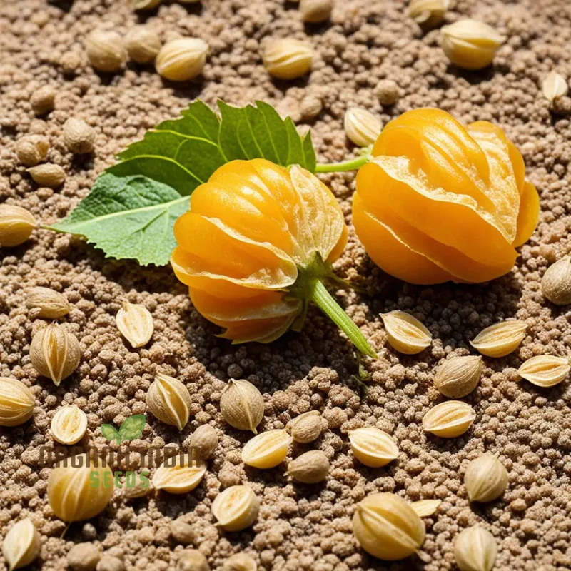 Cape Gooseberry Fruit Seeds - Premium Quality Seeds for Exotic Golden Berries