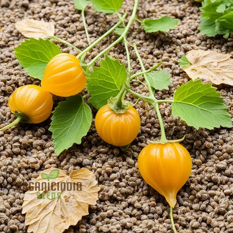 Cape Gooseberry Fruit Seeds - Premium Quality Seeds for Exotic Golden Berries