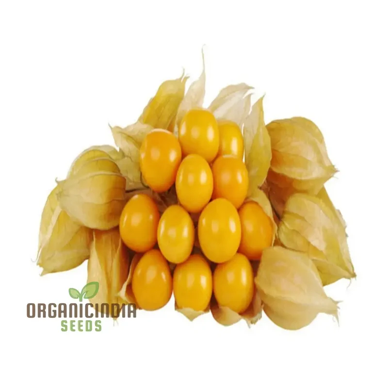 Cape Gooseberry Fruit Seeds - Premium Quality Seeds for Exotic Golden Berries