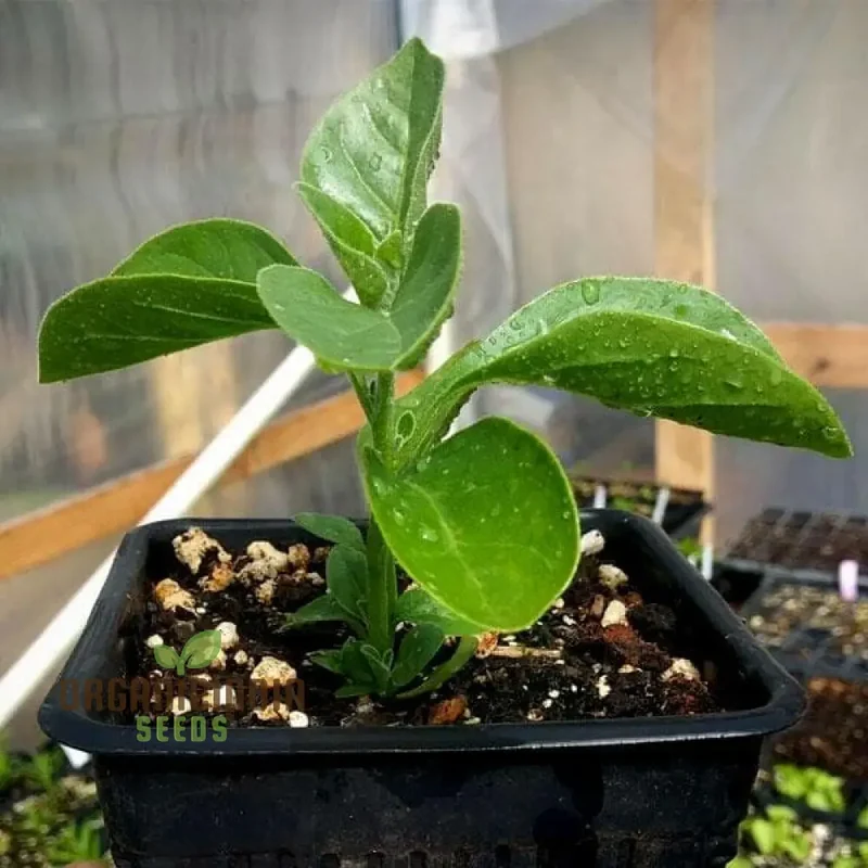 Ashwagandha Seeds â€“ Elevate Your Gardening with Medicinal Herbs and Holistic Benefits