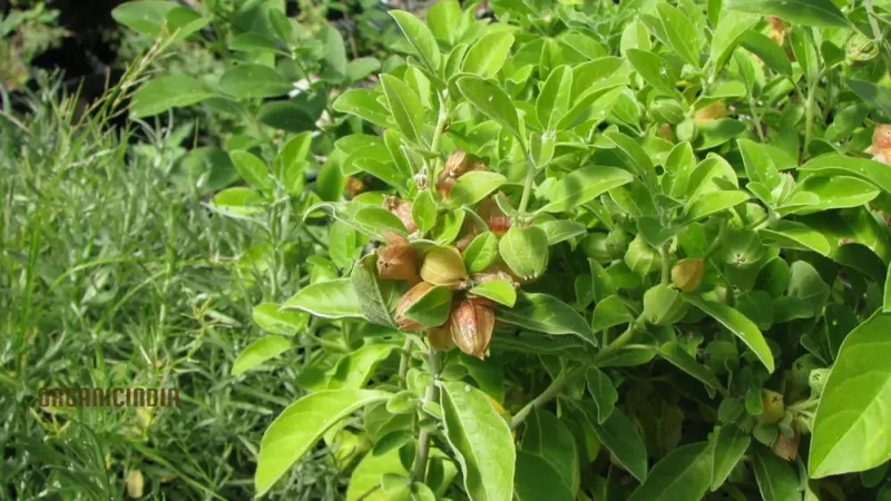 Ashwagandha Seeds â€“ Elevate Your Gardening with Medicinal Herbs and Holistic Benefits