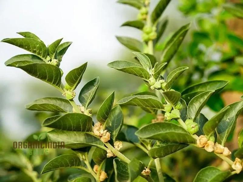 Ashwagandha Seeds â€“ Elevate Your Gardening with Medicinal Herbs and Holistic Benefits