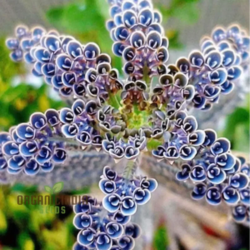 Dark Blue Kalanchoe Seeds – Stunning Deep Blue Succulent for Vibrant Gardens