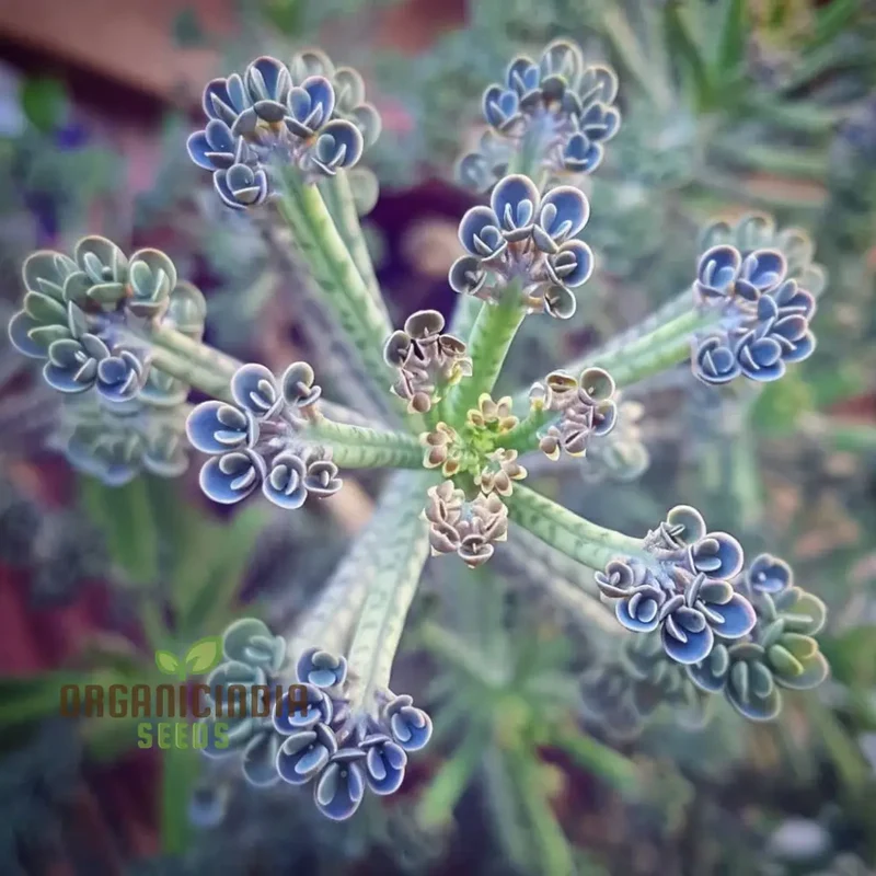 Dark Blue Kalanchoe Seeds – Stunning Deep Blue Succulent for Vibrant Gardens