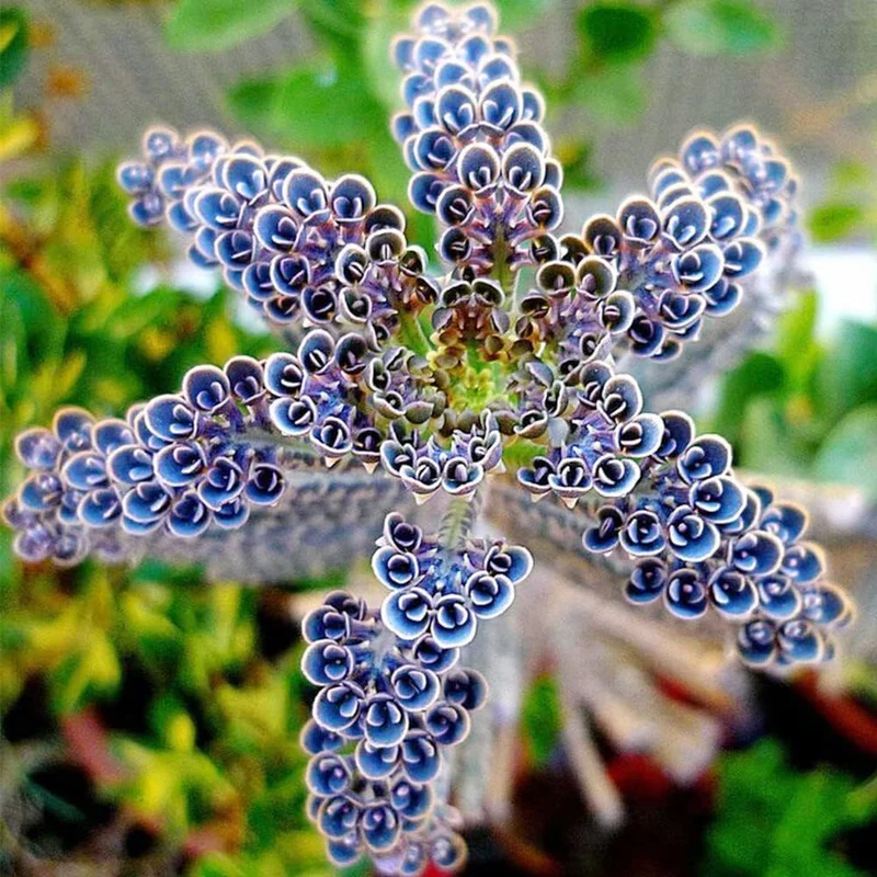 Dark Blue Kalanchoe Seeds – Stunning Deep Blue Succulent for Vibrant Gardens