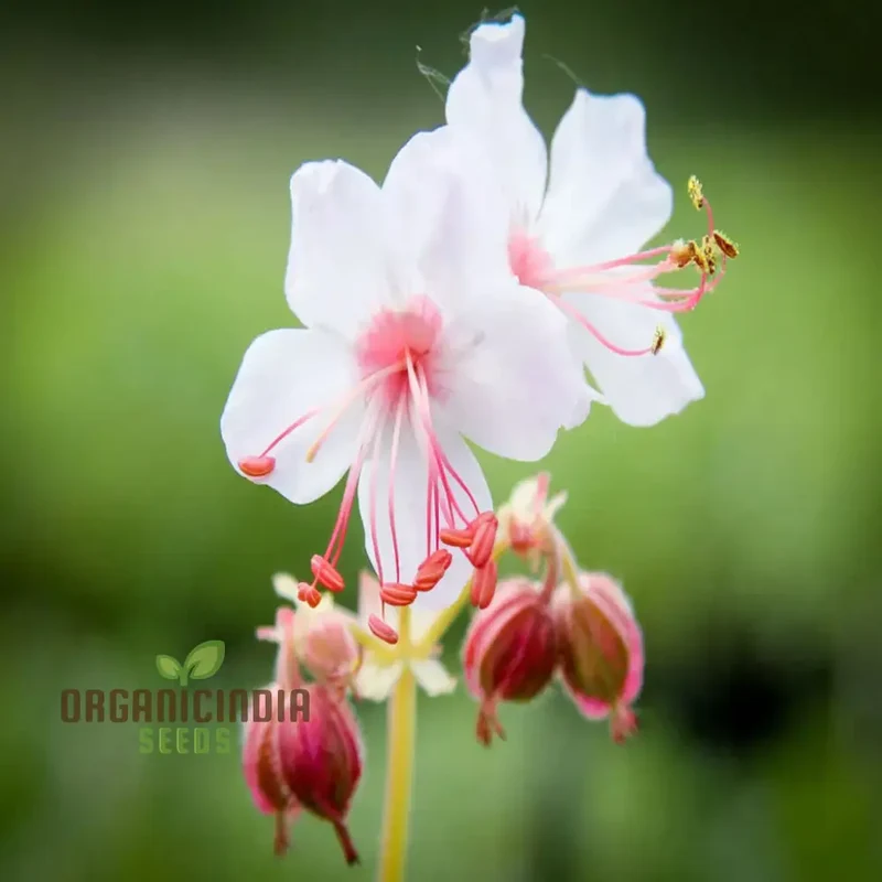 Geranium macrorrhizum Flower Seeds , Fragrant and Hardy Blooms, Easy-to-Grow Varieties for a Lush and Resilient Garden