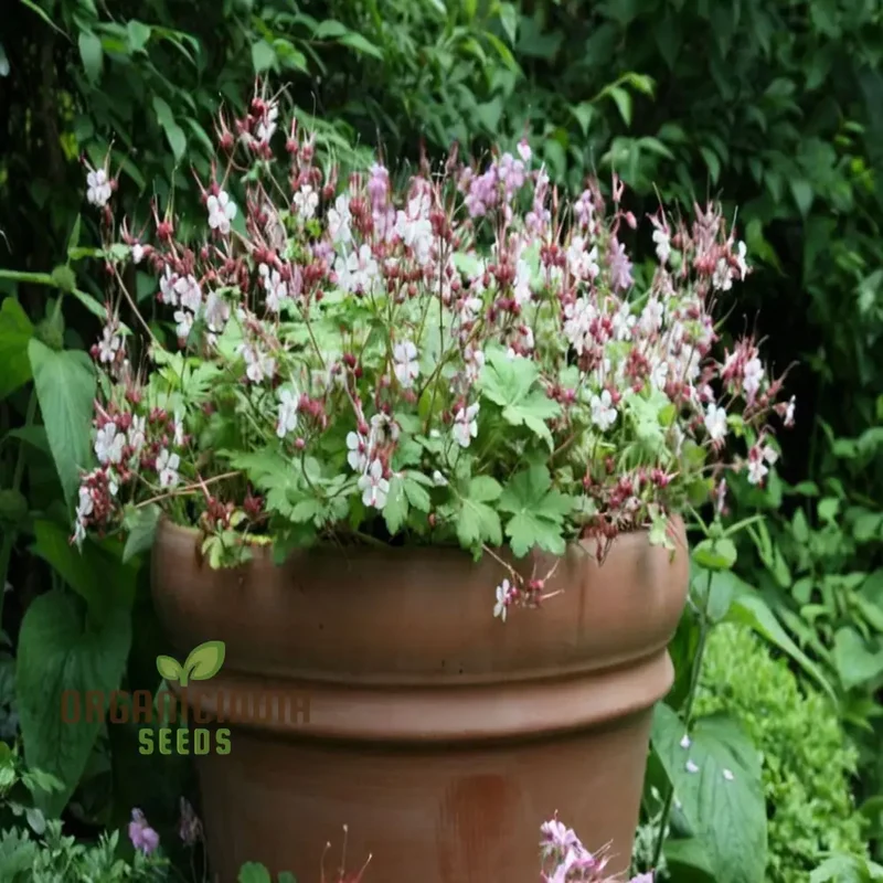 Geranium macrorrhizum Flower Seeds , Fragrant and Hardy Blooms, Easy-to-Grow Varieties for a Lush and Resilient Garden