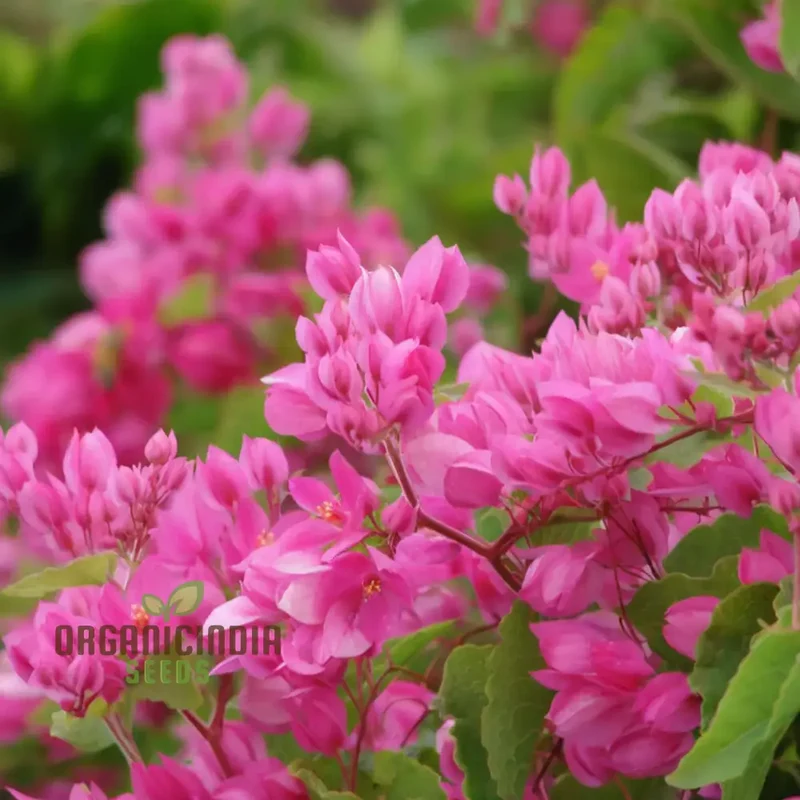 Coral Vine Flower Seeds – Vibrant Climbing Blooms for Home Gardens
