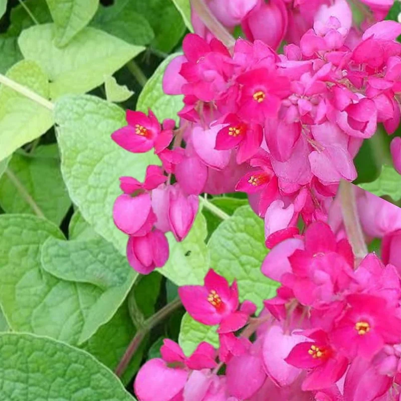 Coral Vine Flower Seeds – Vibrant Climbing Blooms for Home Gardens