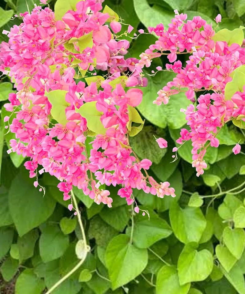Coral Vine Flower Seeds – Vibrant Climbing Blooms for Home Gardens
