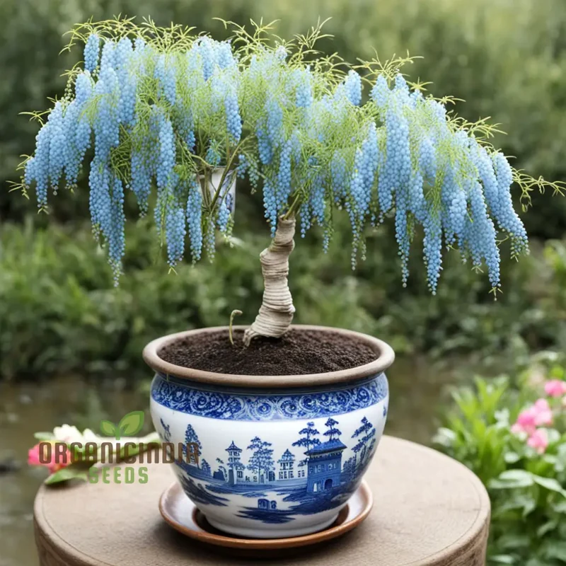 Sky Blue Willow Flower Seeds for Planting,Elegant Blooms