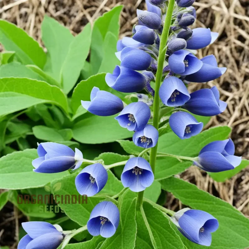 Blue False Indigo Flower Seeds Premium Quality Seeds for Vibrant Indigo Blossoms