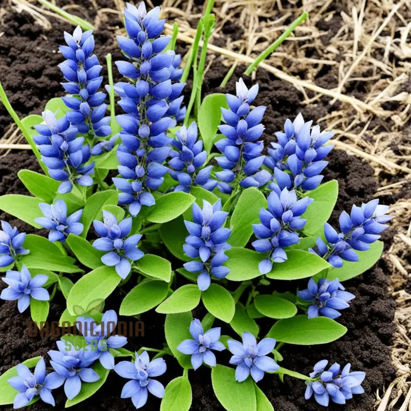 Blue False Indigo Flower Seeds Premium Quality Seeds for Vibrant Indigo Blossoms