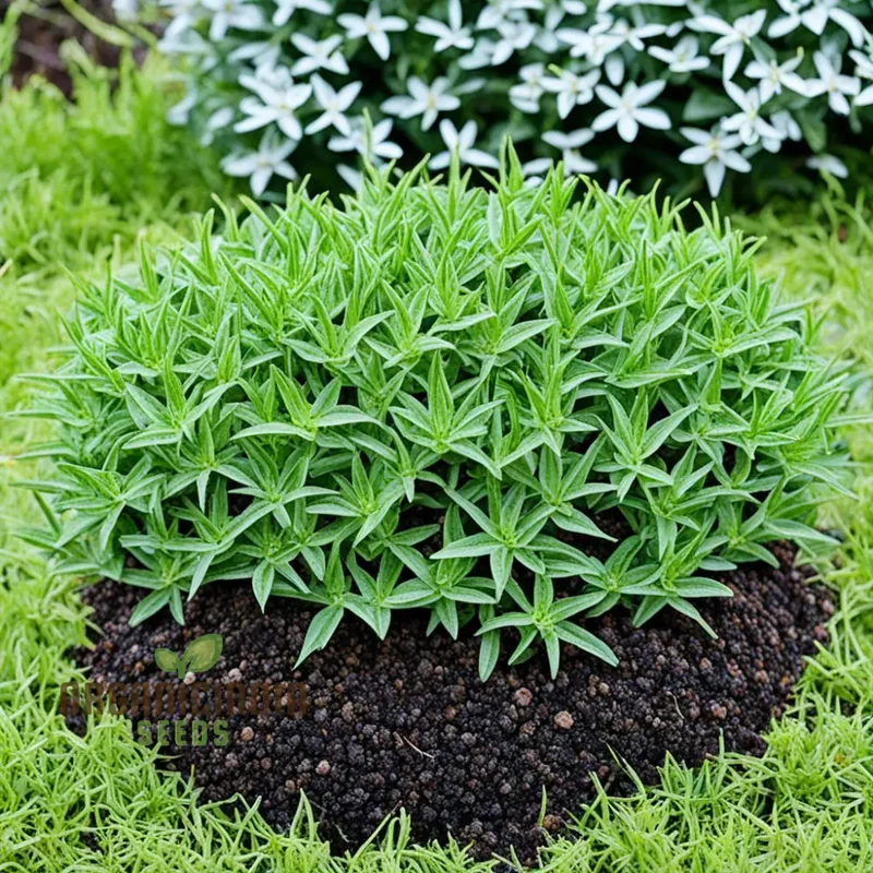 Savory Winter Plant Seeds - High-Quality Seeds for Flavorful Winter Herbs