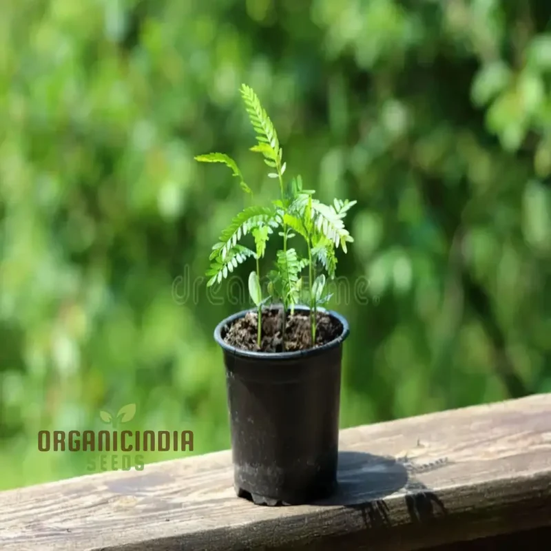Carob Tree Seeds - Grow Your Own Shade-Giving and Nutritious Tree, Premium Flower Seeds for Sustainable Planting and Gardening