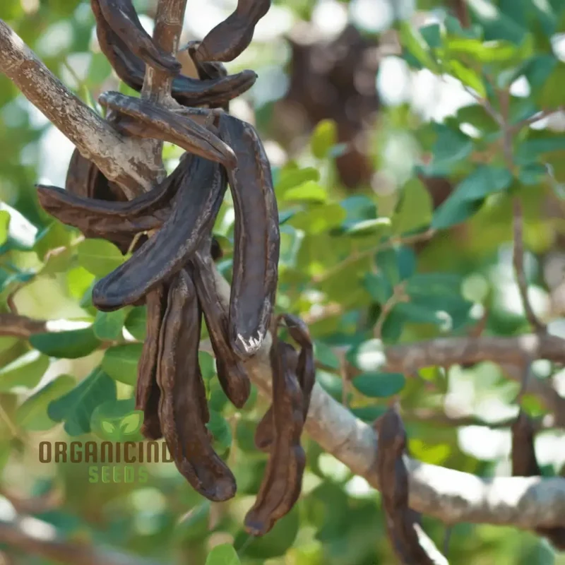Carob Tree Seeds - Grow Your Own Shade-Giving and Nutritious Tree, Premium Flower Seeds for Sustainable Planting and Gardening