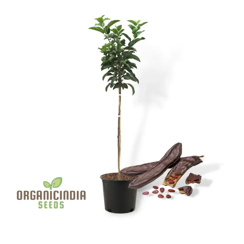 Carob Tree Seeds - Grow Your Own Shade-Giving and Nutritious Tree, Premium Flower Seeds for Sustainable Planting and Gardening