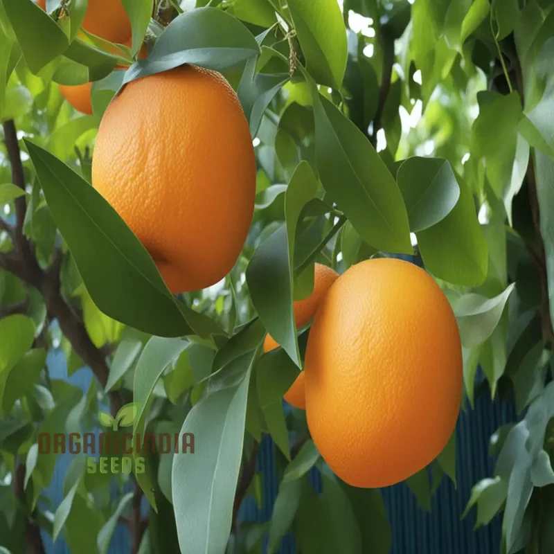 Bitter Orange fruit Tree Seeds, Cultivate Your Own Citrus Orange seeds, Easy-to-Growing Fruit-Bearing Garden