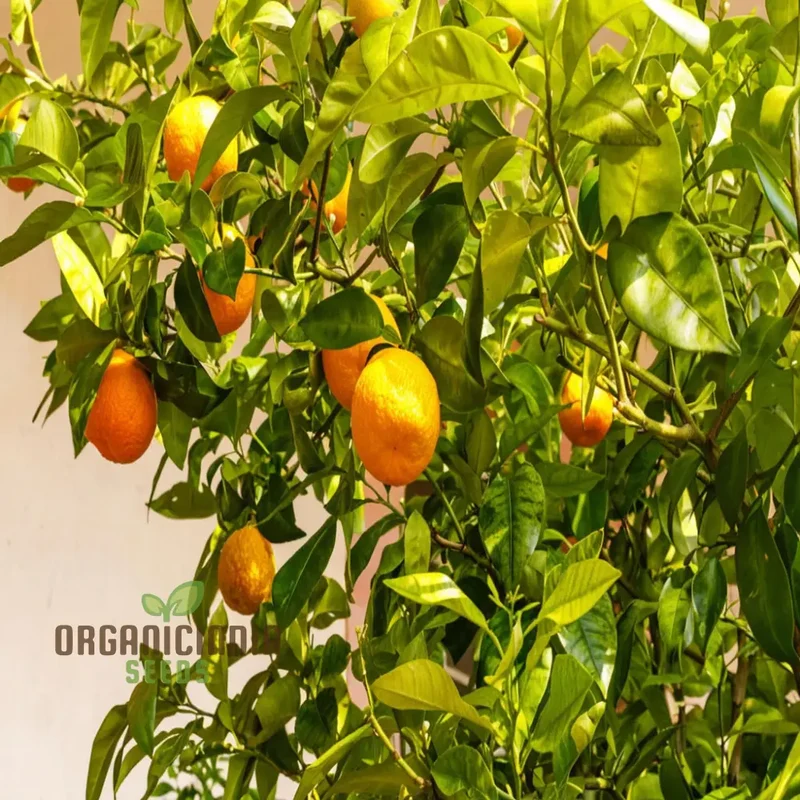 Bitter Orange fruit Tree Seeds, Cultivate Your Own Citrus Orange seeds, Easy-to-Growing Fruit-Bearing Garden
