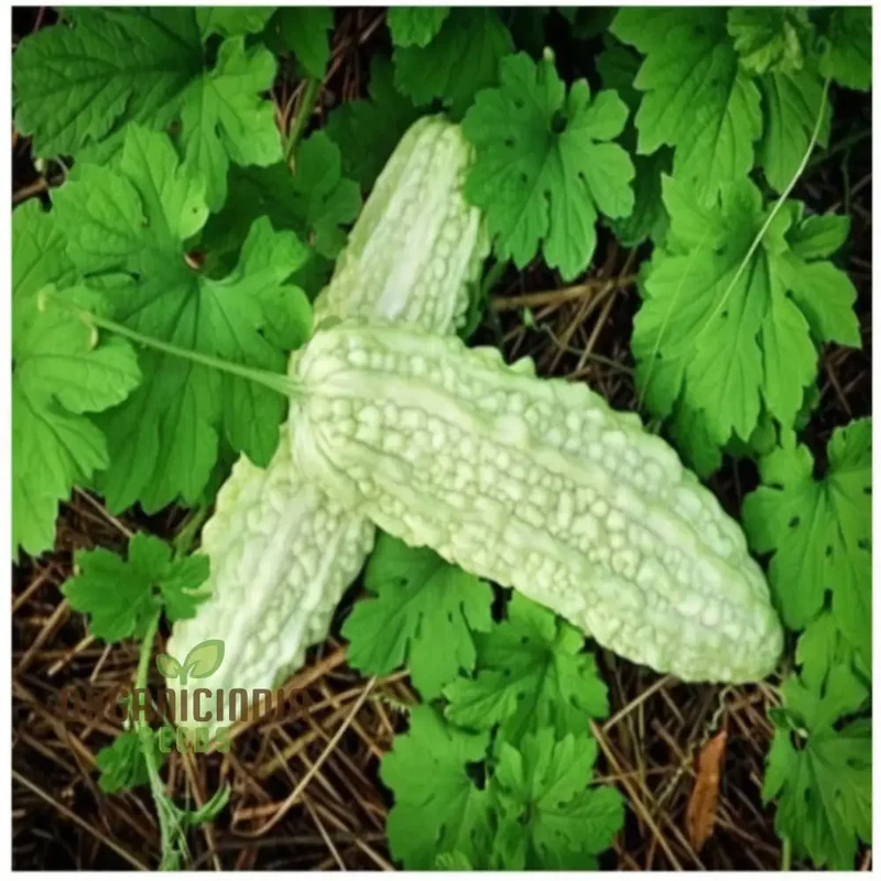 White Bitter Gourd Vegetable Seeds for Planting High Yield Bitter Melon Seeds
