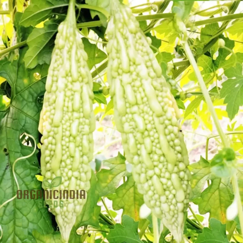 White Bitter Gourd Vegetable Seeds for Planting High Yield Bitter Melon Seeds