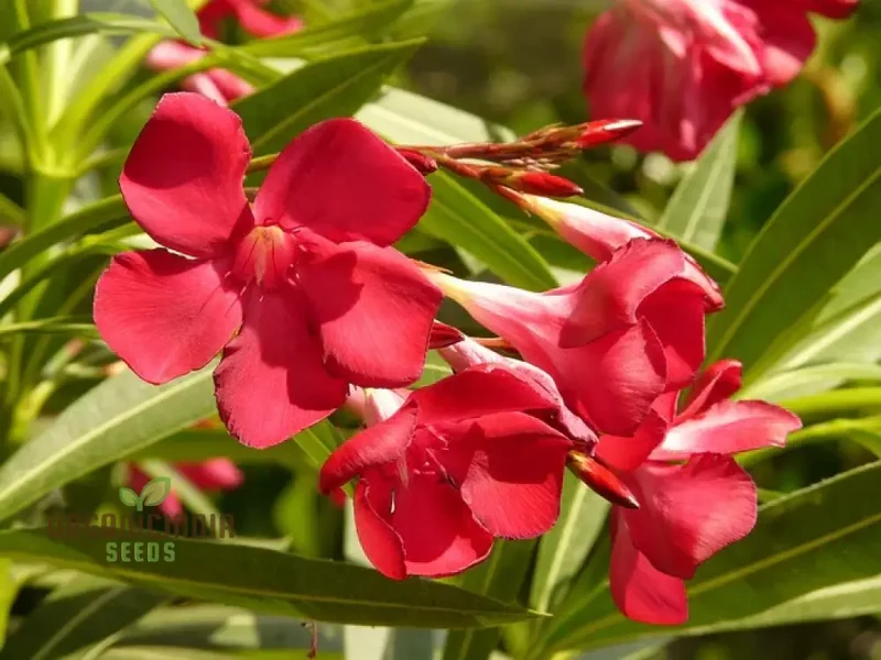 Red Oleander Flower Seeds for Planting Elevate Your Gardening Experience with Bold, Striking Blooms