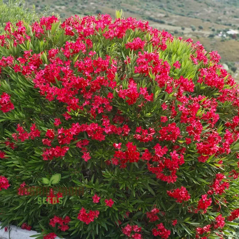 Red Oleander Flower Seeds for Planting Elevate Your Gardening Experience with Bold, Striking Blooms
