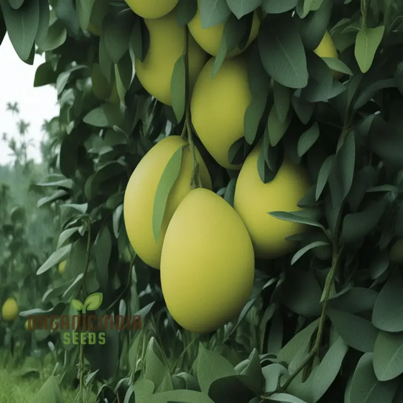 Pomelo fruit Tree Seeds, Grow Your Own Exotic Citrus, Easy-to-Grow Varieties for a Lush Fruitful Garden