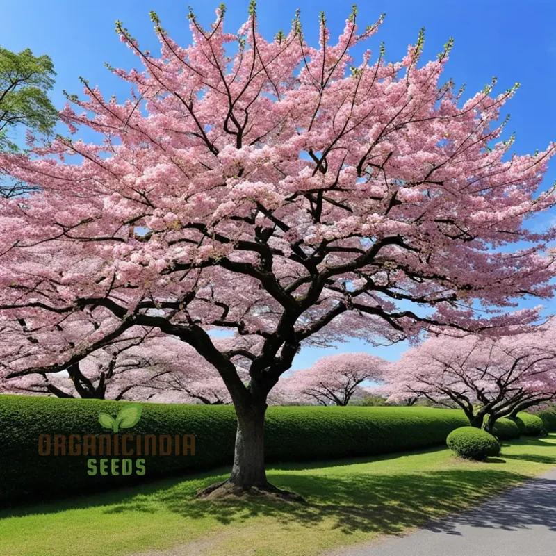 Japanese Sakura Flower Tree Bonsai Seeds - Cultivate Exquisite Blooms in Your Garden, Premium Flower Seeds for Planting and Gardening