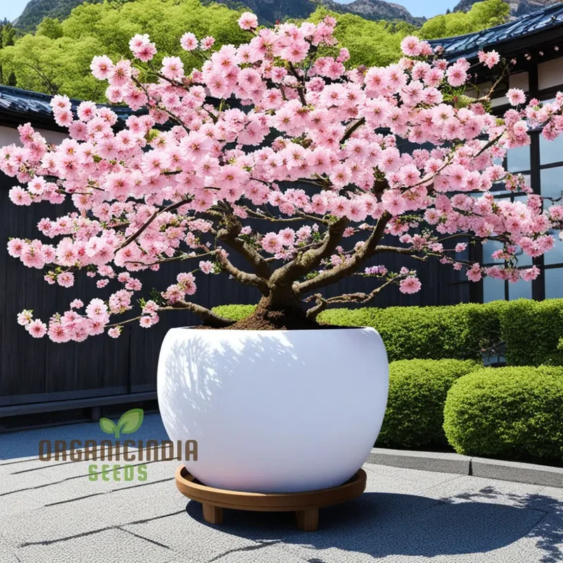Japanese Sakura Flower Tree Bonsai Seeds - Cultivate Exquisite Blooms in Your Garden, Premium Flower Seeds for Planting and Gardening