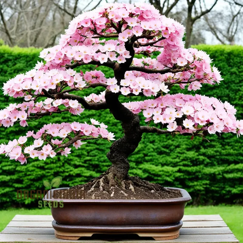 Japanese Sakura Flower Tree Bonsai Seeds - Cultivate Exquisite Blooms in Your Garden, Premium Flower Seeds for Planting and Gardening