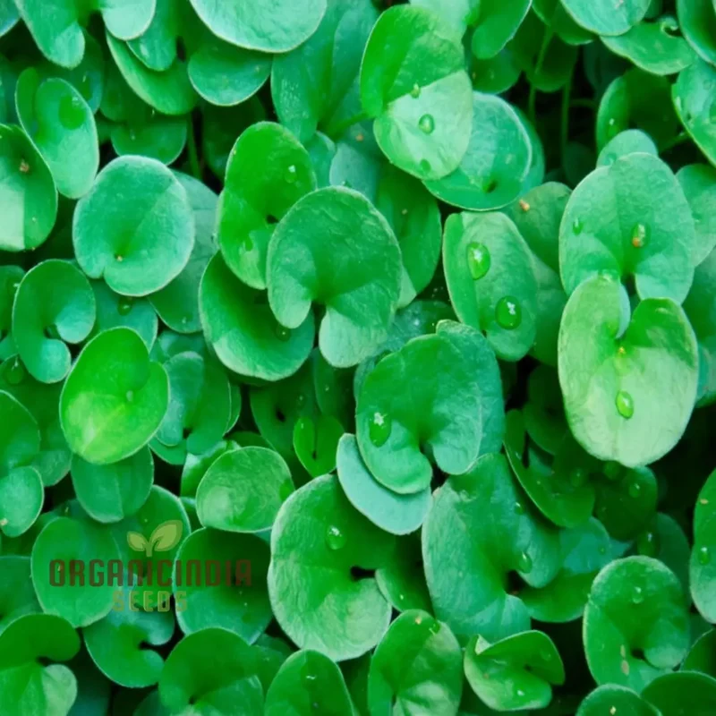 Dichondra Plant Seeds for Planting - Premium Quality Seeds for Lush Ground Cover