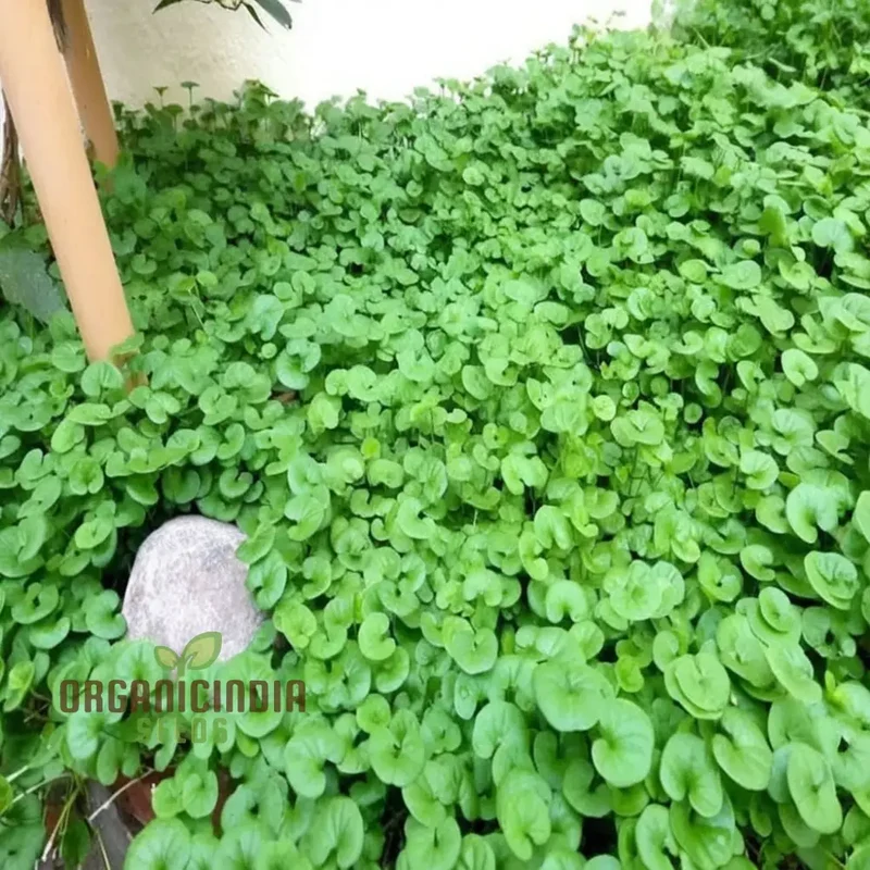 Dichondra Plant Seeds for Planting - Premium Quality Seeds for Lush Ground Cover
